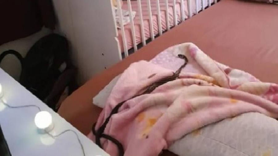Cobra é capturada dentro de berço de bebê em Santa Catarina