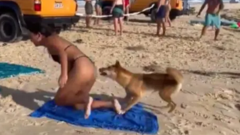 Cachorro morde bunda