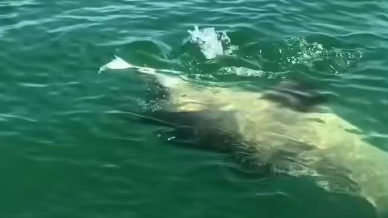 Vídeo: pescadores flagram momento em que garoupa engole tubarão