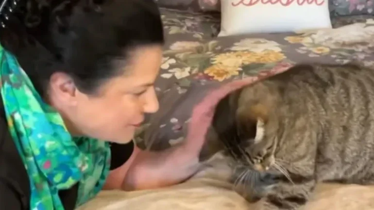 Gato incêndio