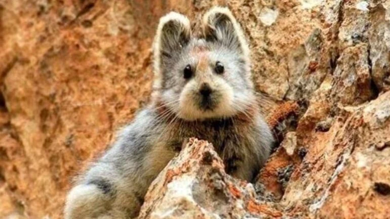 Pika de Iil