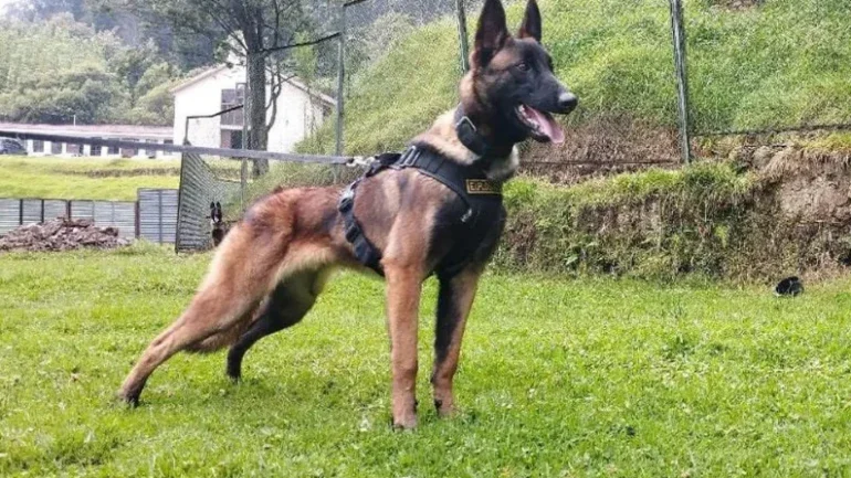 cão Wilson buscas