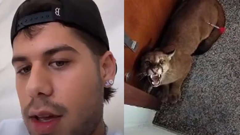 Zé Felipe fala sobre onça capturada em seu condomínio: 'Parece um gatão grande'