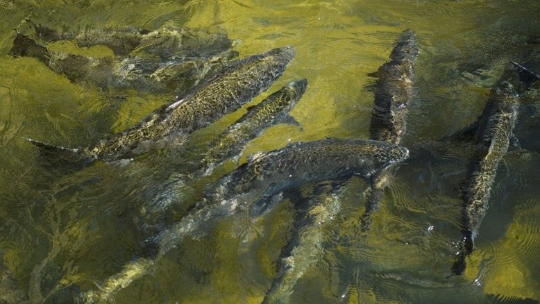 77 mil salmões sobrevivem ao cair de caminhão que capotou perto de rio
