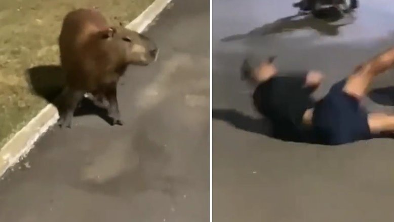 Vídeo: Capivara atropela homem que corria em parque de Cuiabá (MT)