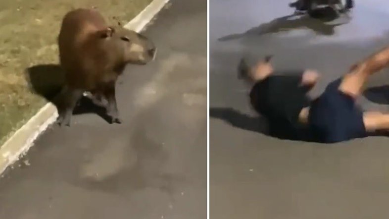 Vídeo: Capivara atropela homem que corria em parque de Cuiabá (MT)