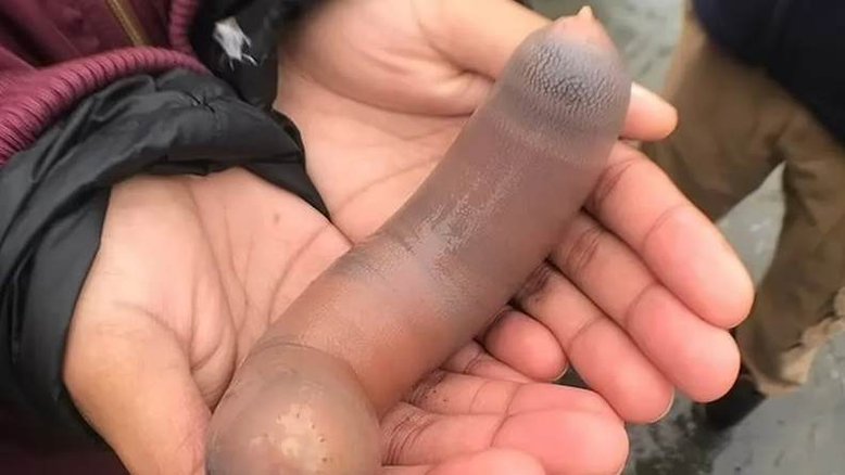 Argentina: milhares de 'peixe-pênis' de 25 cm são encontrados em praia