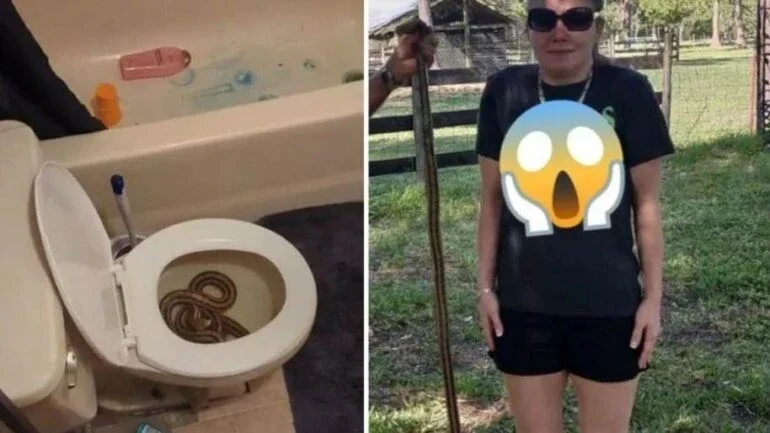 Mulher distraída urina em cobra escondida no vaso e relato viraliza nas redes