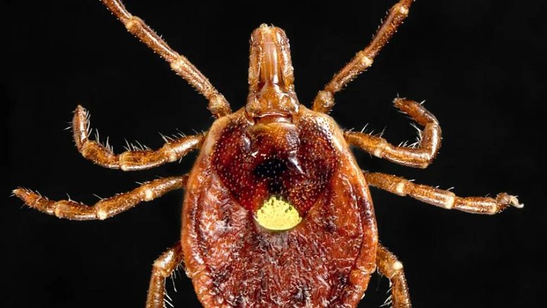 EUA: picada de carrapato causa alergia à carne e quase mata idoso; entenda o caso