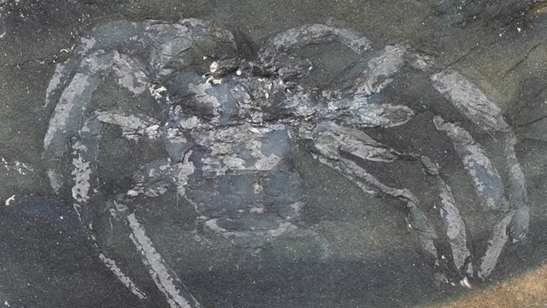 Aranha de 310 milhões de anos é encontrada na Alemanha e choca cientistas