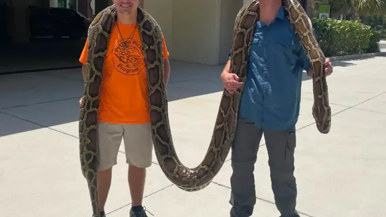 cobra gigante EUA