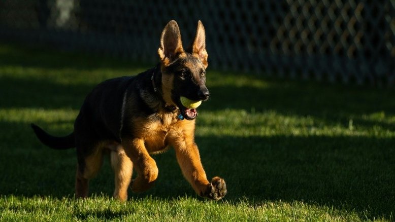 Cachorro de Biden é acusado de morder funcionários da Casa Branca