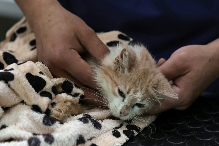 'Ilha dos gatos mortos': doença viral mata felinos no Chipre