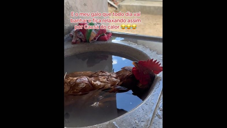 Galo na pia