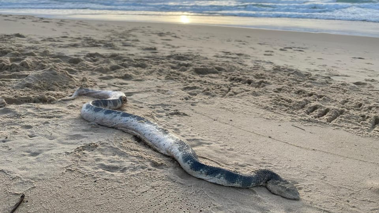 Cobra marítima