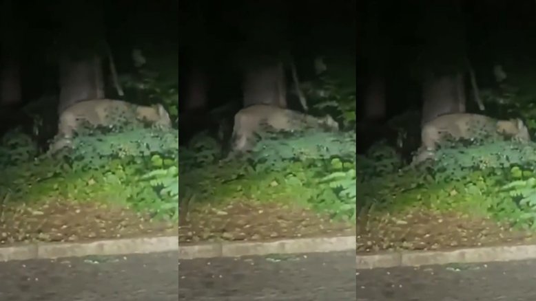 Polícia encerra buscas por ‘leoa’ desaparecida na Alemanha: ‘era um javali’