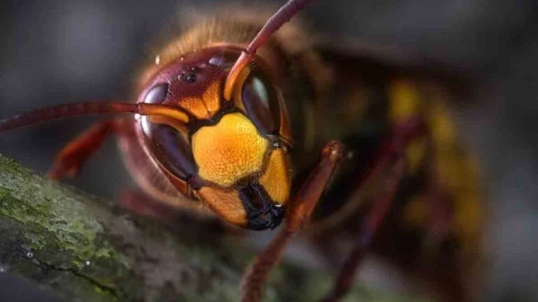 Avistamentos de vespas asiáticas causam alarme no Reino Unido