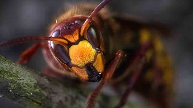 Avistamentos de vespas asiáticas causam alarme no Reino Unido