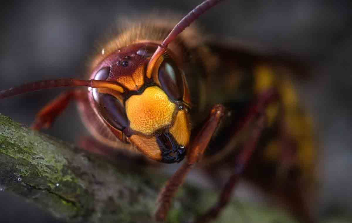 Avistamentos de vespas asiáticas causam alarme no Reino Unido