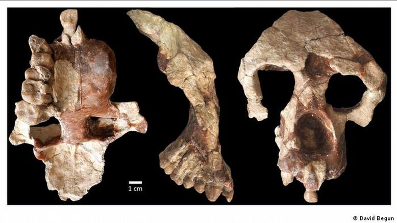 Cientistas desafiam tese da África como berço da humanidade