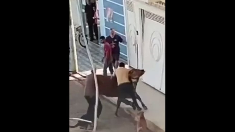 Boi em autoescola