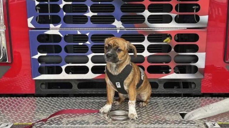 Corpo de bombeiros adota cachorro resgatado de carro com 50 graus