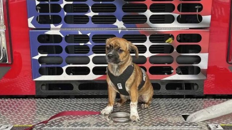Corpo de bombeiros adota cachorro resgatado de carro com 50 graus