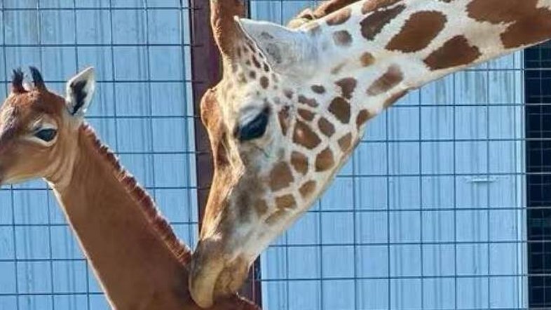 Girafa de uma única cor nasce em zoológico dos EUA; caso é raro