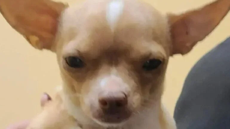 Cadela operada por falso veterinário morre após cirurgia