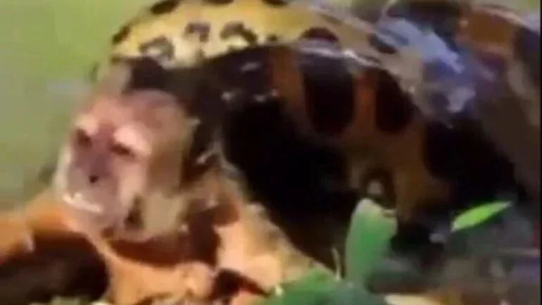 Macaco