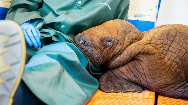Morre bebê morsa resgatada que precisava de abraços constantes
