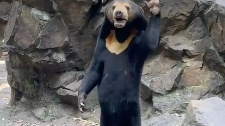 Agora 'urso humano' no zoológico chinês é visto acenando em novo vídeo