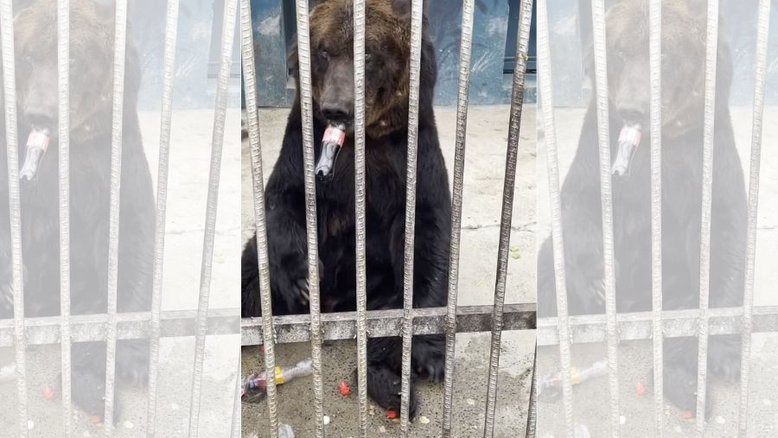 Urso Coca Cola
