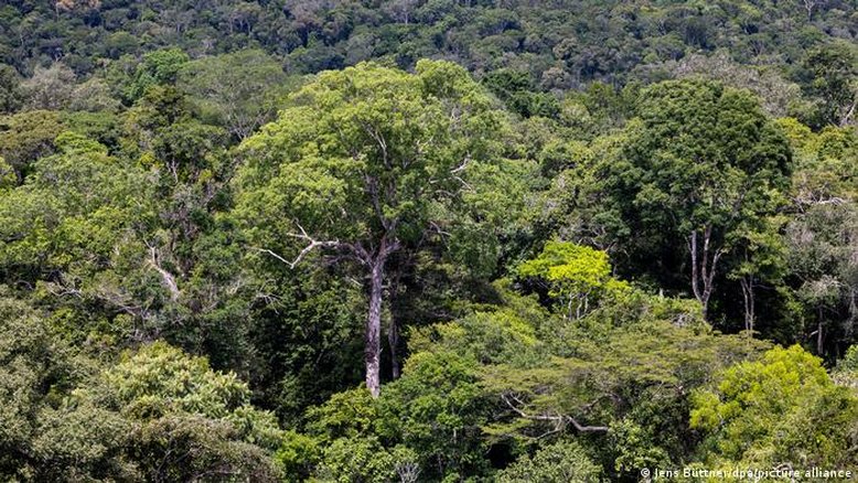 Créditos de carbono na Amazônia são ineficazes, diz estudo