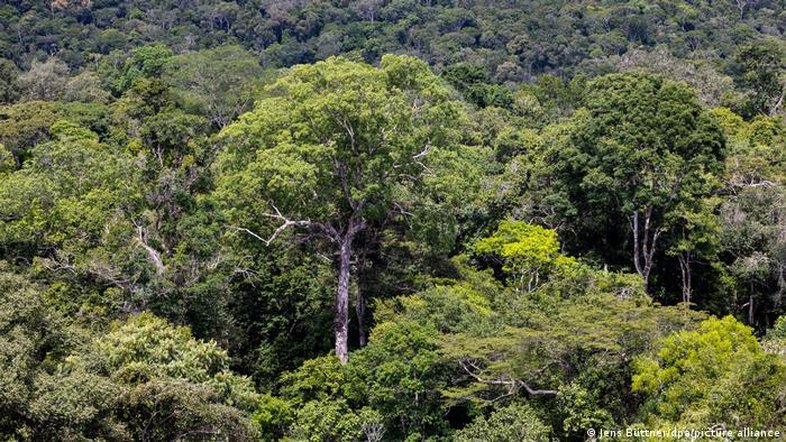 Créditos de carbono na Amazônia são ineficazes, diz estudo