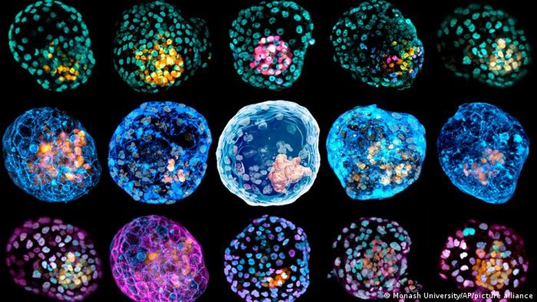 Ciência cultiva embrião de laboratório sem esperma ou óvulo