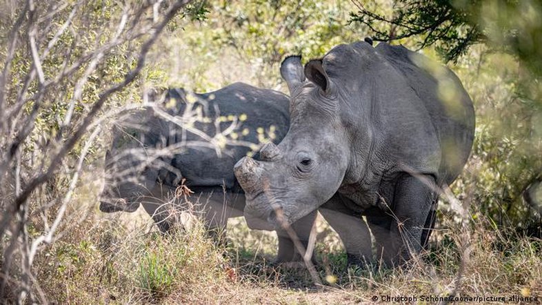 "Alívio": Cresce o número de rinocerontes na África