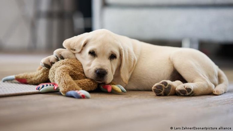 Humanização de pets é tendência em alta no Brasil