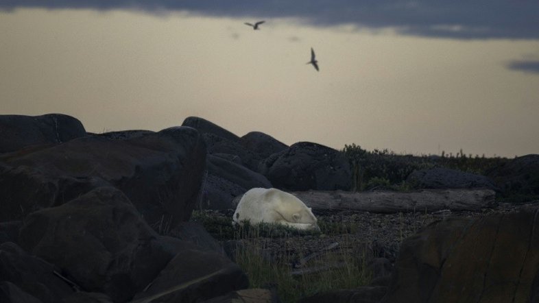 Estudo quantifica vínculo entre gases do efeito estufa e sobrevivência do urso polar