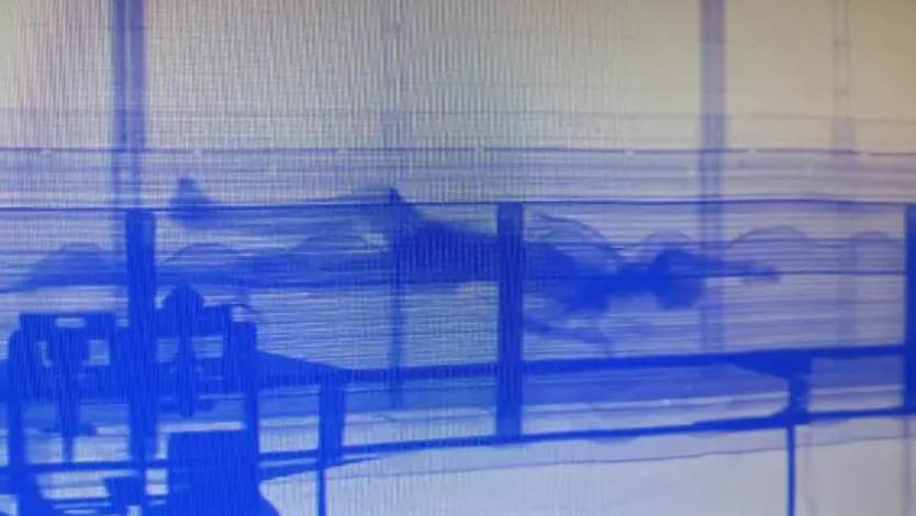 Corpo é encontrado após escaneamento de contêiner no Porto de Santos