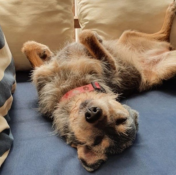 Estopinha, famosa cachorra da TV, está debilitada: 'Não sei quanto mais tempo de vida ela tem' 2 Estopinha foi a primeira pet influencer do Brasil