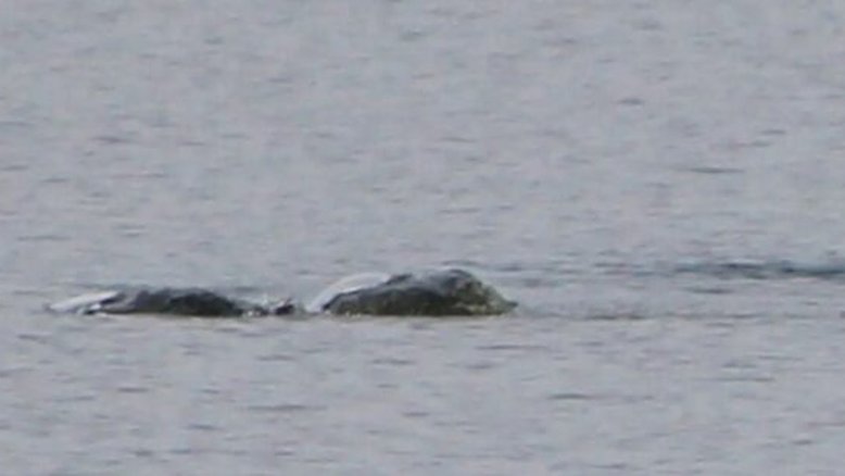Novo ‘avistamento’ do monstro do Lago Ness capturado em fotos ‘emocionantes’