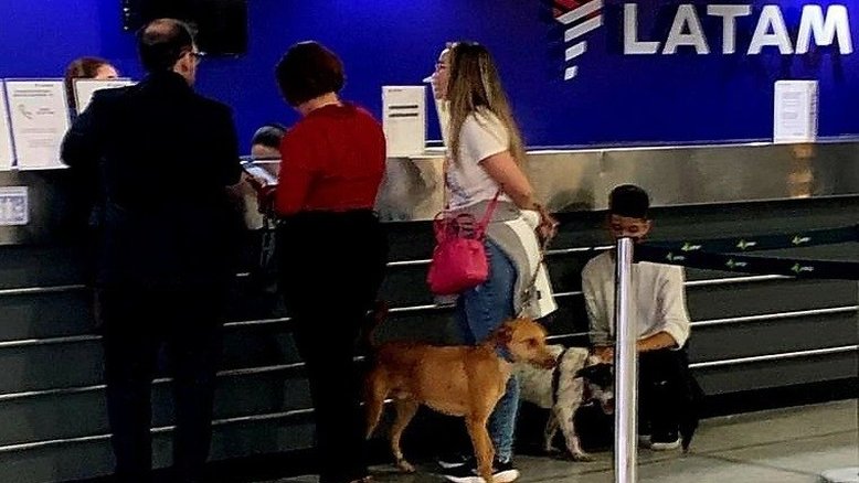 Mulher é impedida de viajar com pets e perde voo para o Chile