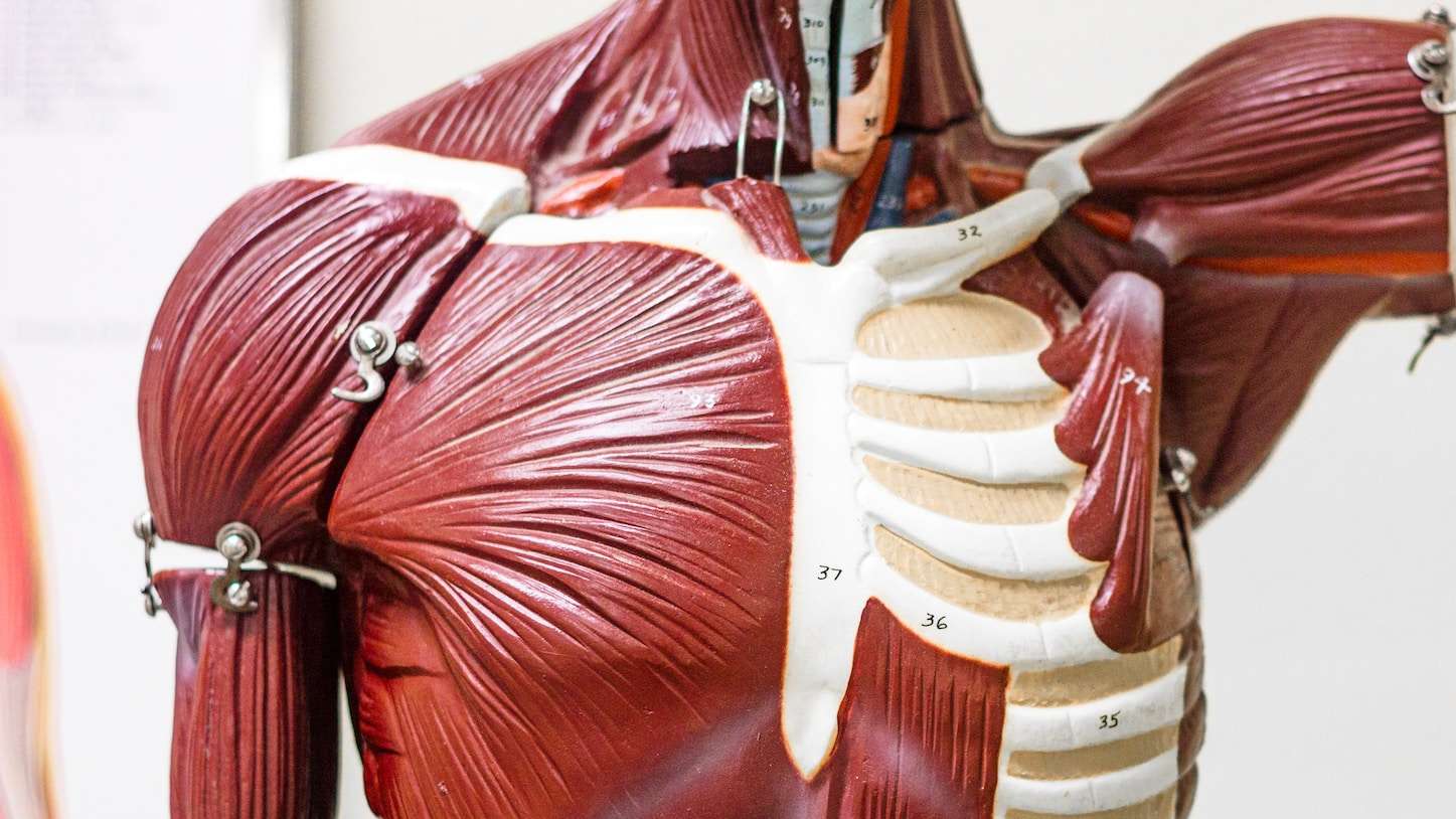 Músculos do corpo humano