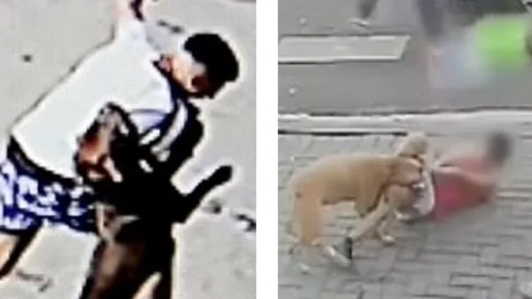 Primeiro-ministro do Reino Unido proíbe cães da raça American XL Bully após série de ataques