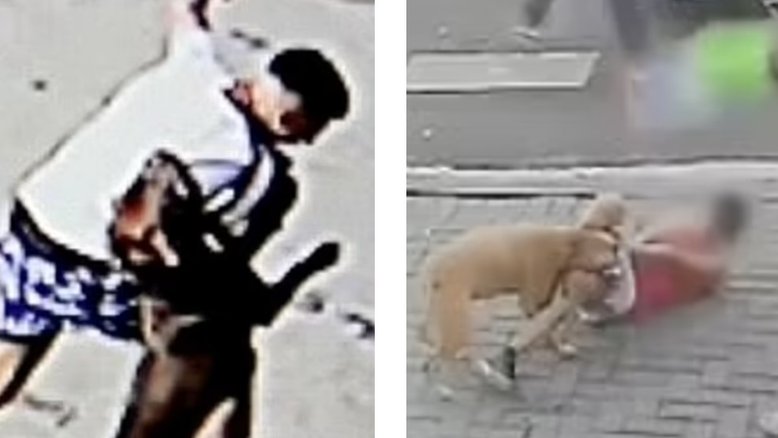 Primeiro-ministro do Reino Unido proíbe cães da raça American XL Bully após série de ataques
