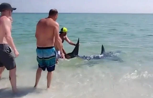 Vídeo dramático mostra tubarão sendo resgatado em uma praia da Flórida