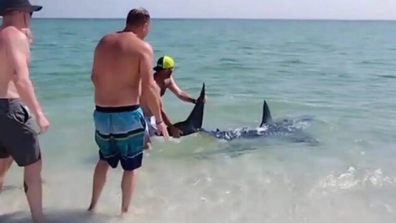 Vídeo dramático mostra tubarão sendo resgatado em uma praia da Flórida