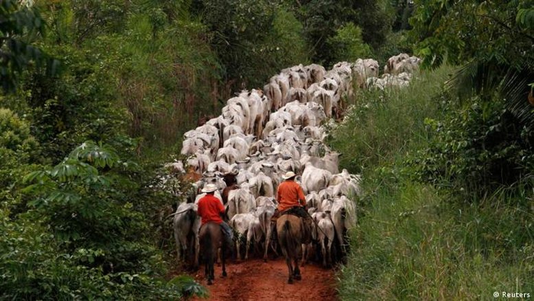 Como a Amazônia se tornou a maior área de pasto do Brasil