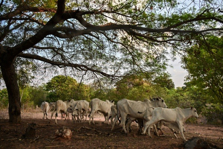 Muita fumaça, pouco avanço 8 Um rebanho de vacas em uma fazenda em Correntina, oeste da Bahia